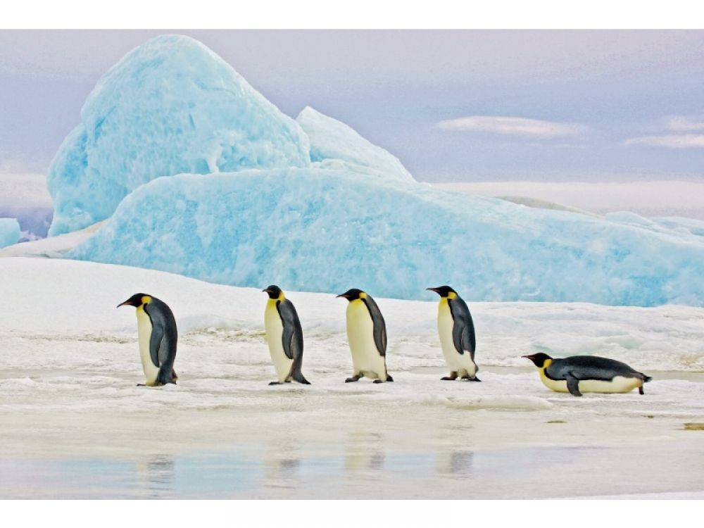 Tablou Dreptunghiular pe Sticla Albastru Penguins H80xL120cm