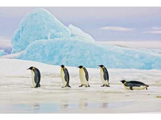 Tablou Dreptunghiular pe Sticla Albastru Penguins H80xL120cm