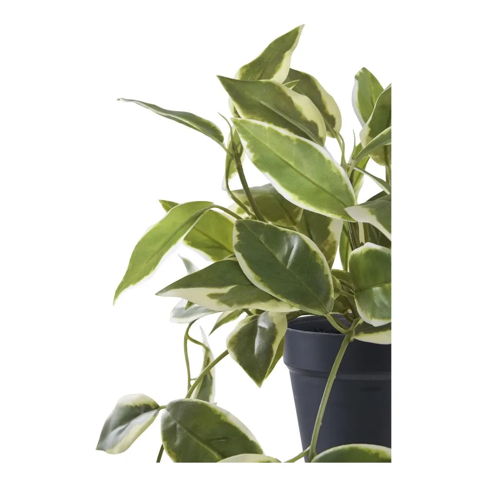Planta artificiala in ghiveci Hoya Carnosa H33xD25,5cm